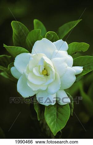 Stock Photograph - Hawaii, Close-Up Of A Perfect Single White Camillia Flower. Fotosearch