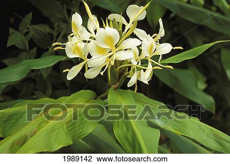 Stock Image - Hawaii, Close-Up Of A Small Cluster Of White Ginger.. Fotosearch