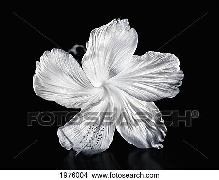Picture - Hawaii, Close-Up Of A White Hibiscus.. Fotosearch