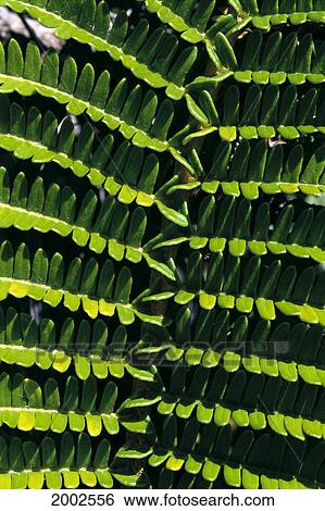 Hawaii, Close-Up Of An Ama'u Plant, Shades Of Green View Large Photo Image Stock Photograph - Hawaii, Close-Up Of An Ama'u Plant, Shades Of Green. Fotosearch