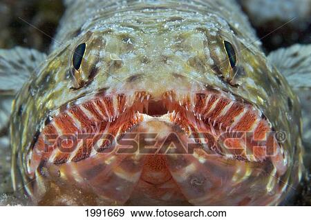 Hawaii, Close-Up Of An Orangemouth Lizardfish (Saurida Flamma) View Large Photo Image Stock Photo - Hawaii, Close-Up Of An Orangemouth Lizardfish (Saurida Flamma). Fotosearch