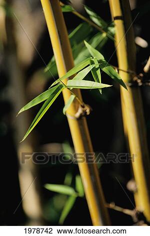 Stock Image - Hawaii, Close-Up Of Bamboo.. Fotosearch
