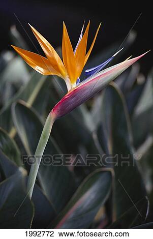 Stock Image - Hawaii, Close-Up Of Bird Of Paradise Flower. Fotosearch