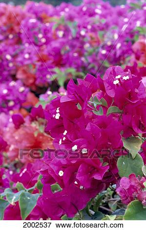Hawaii, Close-Up Of Bougainvillea Plant, Bright Pink Flowers, Blurred Plants In Background View Large Photo Image Stock Photo - Hawaii, Close-Up Of Bougainvillea Plant, Bright Pink Flowers, Blurred Plants In Background. Fotosearch