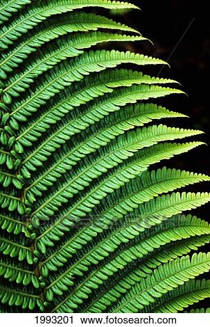 Hawaii, Close-Up Of Bright Green Ferns View Large Photo Image Stock Image - Hawaii, Close-Up Of Bright Green Ferns. Fotosearch