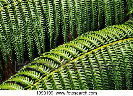 Hawaii, Close-Up Of Bright Green Ferns View Large Photo Image Stock Photo - Hawaii, Close-Up Of Bright Green Ferns. Fotosearch