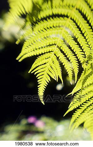 Hawaii, Close-Up Of Bright Green Hapu Ferns. View Large Photo Image Stock Photo - Hawaii, Close-Up Of Bright Green Hapu Ferns.. Fotosearch