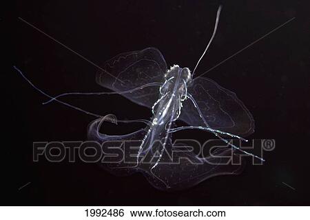Hawaii, Close-Up Of Comb Jelly (Ctenophora), A Relative Of The Jellyfish. View Large Photo Image Stock Photograph - Hawaii, Close-Up Of Comb Jelly (Ctenophora), A Relative Of The Jellyfish.. Fotosearch