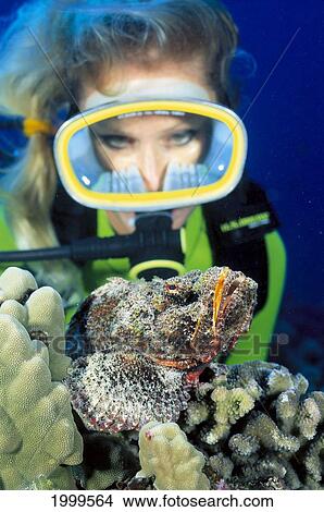Hawaii, Close-Up Of Devil Scorpionfish (Scorpaenopsis Diaboulus) And Diver View Large Photo Image Picture - Hawaii, Close-Up Of Devil Scorpionfish (Scorpaenopsis Diaboulus) And Diver. Fotosearch