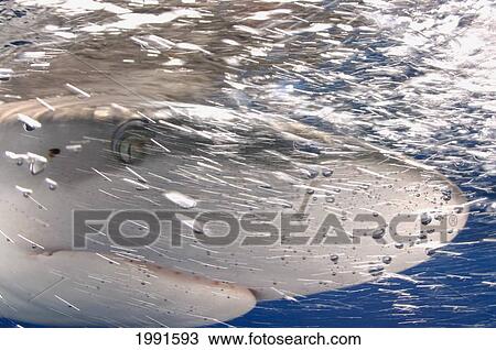 Stock Image - Hawaii, Close-Up Of Galapagos Shark Charging Through Current [For Use Up To 13X20 Only]. Fotosearch