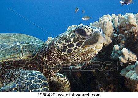 Stock Image - Hawaii, Close-Up Of Green Sea Turtle (Chelonia Mydas) Swimming Forward. Fotosearch