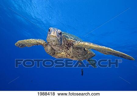 Hawaii, Close-Up Of Green Sea Turtle (Chelonia Mydas) Swimming Forward View Large Photo Image Stock Photo - Hawaii, Close-Up Of Green Sea Turtle (Chelonia Mydas) Swimming Forward. Fotosearch