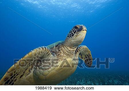 Stock Photo - Hawaii, Close-Up Of Green Sea Turtle (Chelonia Mydas) Swimming Forward. Fotosearch