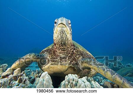 Hawaii, Close-Up Of Green Sea Turtle (Chelonia Mydas) On Reef. View Large Photo Image Stock Photograph - Hawaii, Close-Up Of Green Sea Turtle (Chelonia Mydas) On Reef.. Fotosearch