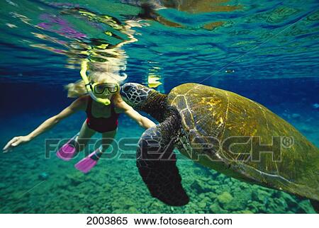 Stock Photography - Hawaii, Close-Up Of Green Sea Turtle (Chelonia Mydas) With Girl Snorkeling, Petting. Fotosearch
