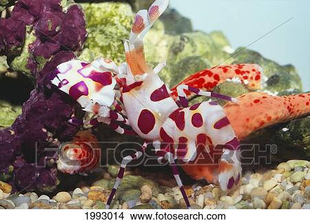 Hawaii, Close-Up Of Harlequin Shrimp (Hymenocera Picta) View From Front View Large Photo Image Picture - Hawaii, Close-Up Of Harlequin Shrimp (Hymenocera Picta) View From Front. Fotosearch