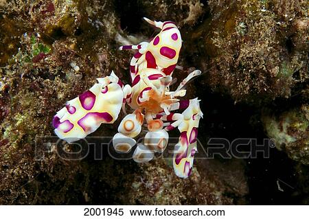 Stock Photography - Hawaii, Close-Up Of Harlequin Shrimp (Hymenocera Picta) View Of Front. Fotosearch