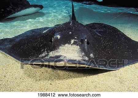 Hawaii, Close-Up Of Hawaiian Stingray (Dasyatis Brevis) On Sandy Ocean Floor. View Large Photo Image Stock Image - Hawaii, Close-Up Of Hawaiian Stingray (Dasyatis Brevis) On Sandy Ocean Floor.. Fotosearch