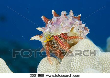 Stock Photo - Hawaii, Close-Up Of Hermit Crab On White Coral, Blue Water. Fotosearch