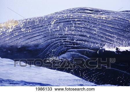 Stock Image - Hawaii, Close-Up Of Humpback Whale (Megaptera Novaeangliae) Breaching.. Fotosearch