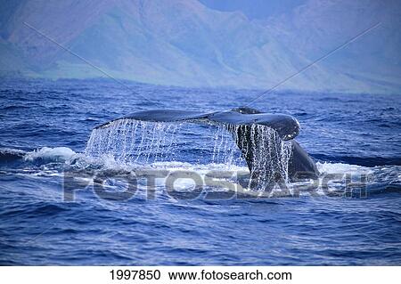 Hawaii, Close-Up Of Humpback Whale, Fluke (Megaptera Novaeangliae) A94H View Large Photo Image Stock Image - Hawaii, Close-Up Of Humpback Whale, Fluke (Megaptera Novaeangliae) A94H. Fotosearch