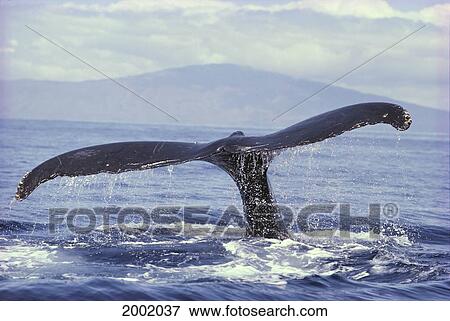 Hawaii, Close-Up Of Humpback Whale (Megaptera Novaeangliae) Fluke View Large Photo Image Stock Photo - Hawaii, Close-Up Of Humpback Whale (Megaptera Novaeangliae) Fluke. Fotosearch