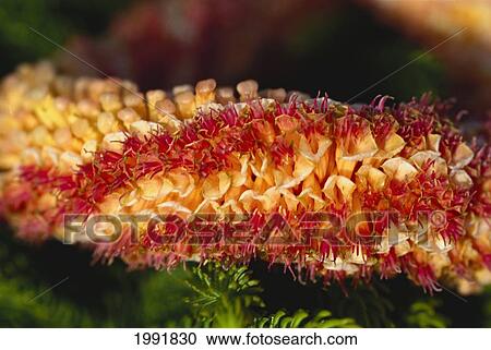 Stock Image - Hawaii, Close-Up Of Orange And Red Cigar Lei.. Fotosearch