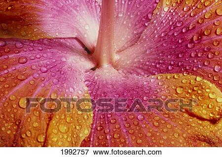 Hawaii, Close-Up Of Pink And Yellow Hibiscus Covered With Water Droplets. View Large Photo Image Stock Photo - Hawaii, Close-Up Of Pink And Yellow Hibiscus Covered With Water Droplets.. Fotosearch