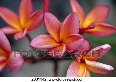 Hawaii, Close-Up Of Pink Yellow Plumeria Flowers On Plant Outdoor View Large Photo Image Stock Image - Hawaii, Close-Up Of Pink Yellow Plumeria Flowers On Plant Outdoor. Fotosearch