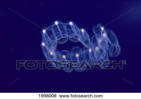 Stock Photo - Hawaii, Close-Up Of Plantonic Salp Floating In Clear Blue Ocean A88B. Fotosearch