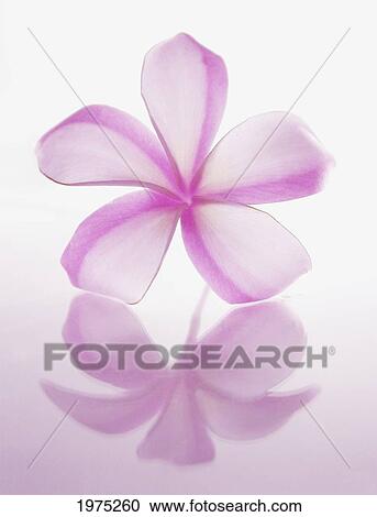 Stock Image - Hawaii, Close-Up Of Plumeria Blossom.. Fotosearch