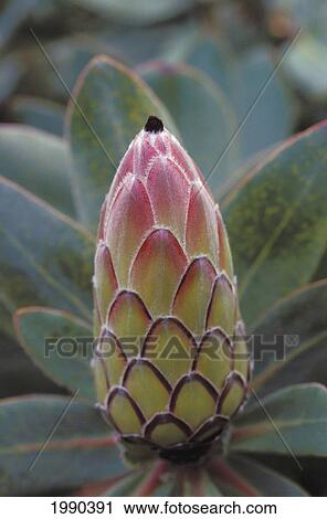 Stock Image - Hawaii, Close-Up Of Protea Ermine Tail (Protea Pudens) Pink, Closed. Fotosearch