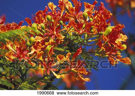 Hawaii, Close-Up Of Royal Poinciana Blossoms On Tree, Clear Blue Sky Background View Large Photo Image Stock Photo - Hawaii, Close-Up Of Royal Poinciana Blossoms On Tree, Clear Blue Sky Background. Fotosearch