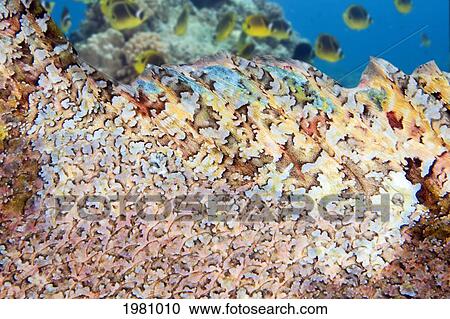 Hawaii, Close-Up Of Scale And Fin Of A Titan Scorpionfish (Scorpaenopsis Cacopsis). View Large Photo Image Stock Image - Hawaii, Close-Up Of Scale And Fin Of A Titan Scorpionfish (Scorpaenopsis Cacopsis).. Fotosearch