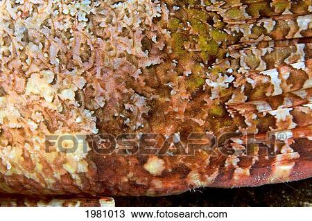 Stock Image - Hawaii, Close-Up Of Scale And Fin Of A Titan Scorpionfish (Scorpaenopsis Cacopsis).. Fotosearch