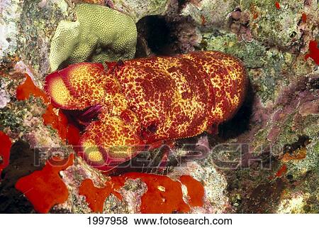 Stock Photo - Hawaii, Close-Up Of Scaly Slipper Lobster (Scyllarides Haanii) Red And Yellow A89D. Fotosearch