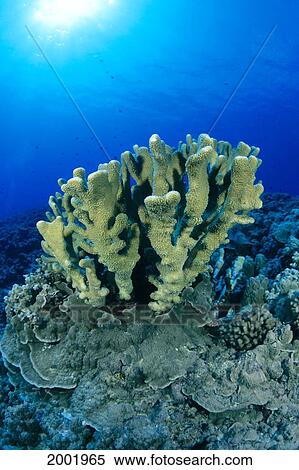Hawaii, Close-Up Of Single Group Of Antler Coral Growing On Reef, Blue Water (Pocillopora Eydouxi) View Large Photo Image Stock Photography - Hawaii, Close-Up Of Single Group Of Antler Coral Growing On Reef, Blue Water (Pocillopora Eydouxi). Fotosearch