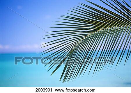 Hawaii, Close-Up Of Single Palm Frond With Calm Turquoise Ocean Background, Horizon Blue Sky View Large Photo Image Stock Image - Hawaii, Close-Up Of Single Palm Frond With Calm Turquoise Ocean Background, Horizon Blue Sky. Fotosearch