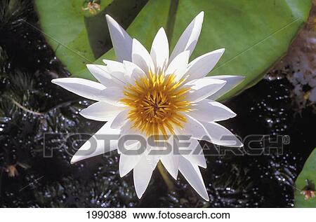 Hawaii, Close-Up Of Single White Water Lily, View From Above View Large Photo Image Stock Photo - Hawaii, Close-Up Of Single White Water Lily, View From Above. Fotosearch