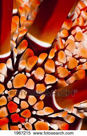 Hawaii, Close-Up Of Slate Pencil Sea Urchin (Heterocentrotus Mammillatus). View Large Photo Image Stock Photography - Hawaii, Close-Up Of Slate Pencil Sea Urchin (Heterocentrotus Mammillatus).. Fotosearch