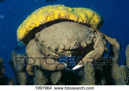 Picture - Hawaii, Close-Up Of Sponge Crab (Dromidiopsis Dormia) On Coral A89C. Fotosearch