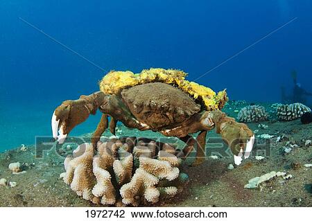 Hawaii, Close-Up Of Sponge Crab (Dromidiopsis Dormia) On Coral. View Large Photo Image Stock Image - Hawaii, Close-Up Of Sponge Crab (Dromidiopsis Dormia) On Coral.. Fotosearch