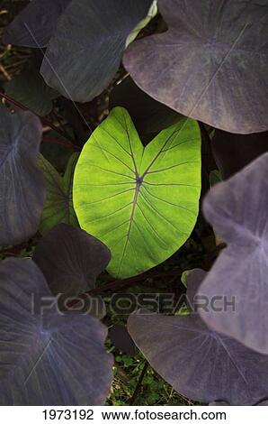 Stock Image - Hawaii, Close-Up Of Taro Leaf.. Fotosearch