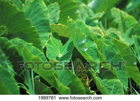 Hawaii, Close-Up Of Taro Leaves View Large Photo Image Stock Image - Hawaii, Close-Up Of Taro Leaves. Fotosearch