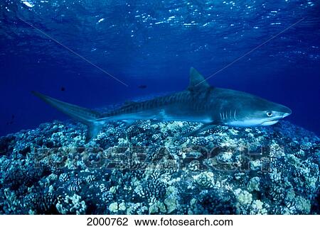 Stock Image - Hawaii, Close-Up Of Tiger Shark (Galeocerdo Cuvier) Shallow Reef. Fotosearch