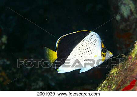 Hawaii, Close-Up Of Tinker's Butterflyfish (Chaetodon Tinkeri) Side View View Large Photo Image Stock Photo - Hawaii, Close-Up Of Tinker's Butterflyfish (Chaetodon Tinkeri) Side View. Fotosearch