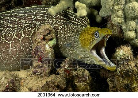 Hawaii, Close-Up Of Undulated Moral Eel With Mouth Wide Open (Gymnothorax Undulatus) View Large Photo Image Picture - Hawaii, Close-Up Of Undulated Moral Eel With Mouth Wide Open (Gymnothorax Undulatus). Fotosearch