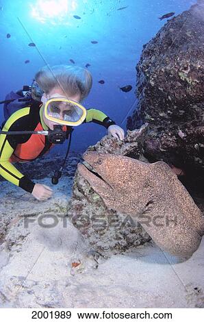 Hawaii, Close-Up Of Woman Diver And Yellow Margin Moral Eel, Sunburst In Blue Ocean View Large Photo Image Stock Photo - Hawaii, Close-Up Of Woman Diver And Yellow Margin Moral Eel, Sunburst In Blue Ocean. Fotosearch