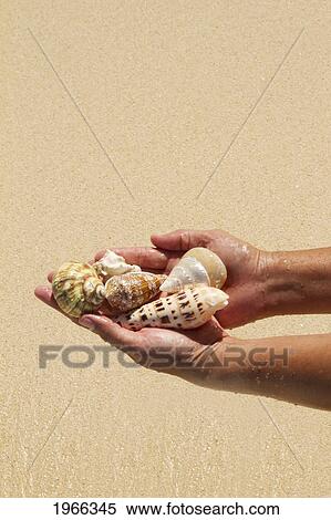 Hawaii, Close-Up Of Woman's Hands Holding Seashells Along Seashore. View Large Photo Image Stock Photography - Hawaii, Close-Up Of Woman's Hands Holding Seashells Along Seashore.. Fotosearch