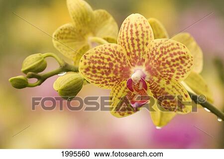 Stock Image - Hawaii, Close-Up Of Yellow Spotted Orchids With Dewdrops. Fotosearch